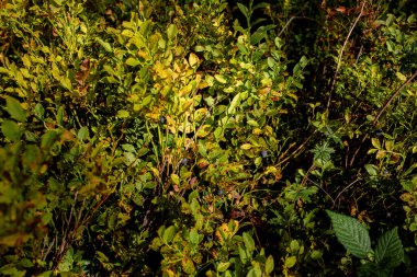 Güneşli bir günde dağ çayırı. Doğal yaz manzarası. Yüksek kalite fotoğraf