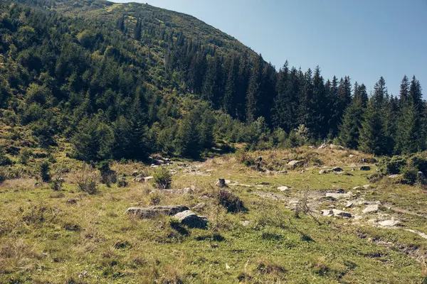 Karpatlar 'daki kozalaklı ormanların tepelerinin manzarası. Yüksek kalite fotoğraf