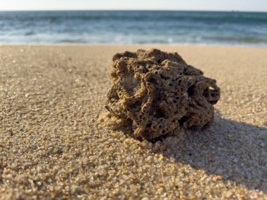 Sahilde dalgalar tarafından sürüklenen bir mercan parçası..