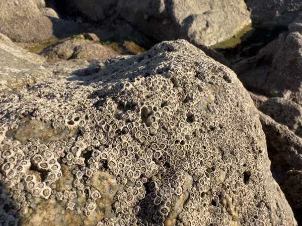 Barnacles Cubriendo Rocas Playa Costa Atlántica Portugal — Foto de Stock