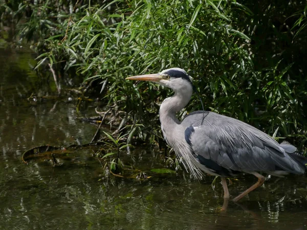 Grey Heron, hunting for fish in the stream in summer.