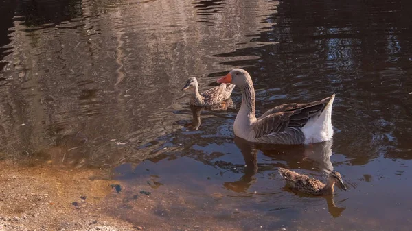 Dişi Kaz Iki Yavru Kuş Yazın Nehirde Yüzüyorlar Greylag Kaz — Stok fotoğraf