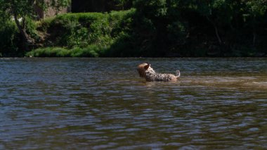 Yorkshire Terrier köpeği serinlemek için yazın nehirde yüzer..