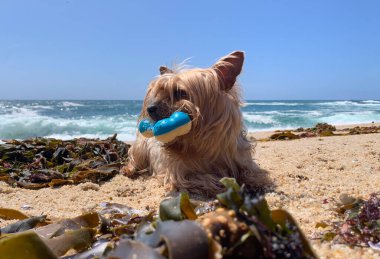 Yorkshire Terrier köpeği, ağzında lastik kemikle sahilde dinleniyor..