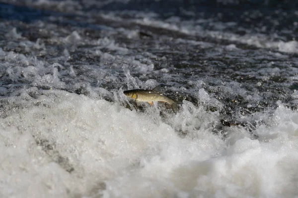 鱼跳出水面 试图在湍急的河流中翻越堤坝 伊比利亚岛B — 图库照片