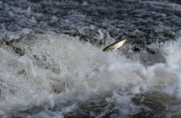 Sudan Çıkan Balıklar Iberian Chub Weir Hızlı Akan Nehirde Unutmaya — Stok fotoğraf