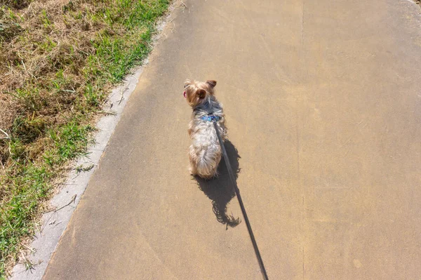 Walking Dog Yorkshire Terrier Leach First Person Pov — Stock Photo, Image