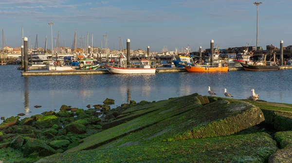 Риболовецькі Човни Гавані Пова Варзім Португалія Зеленими Покритими Водоростями Скелями — стокове фото