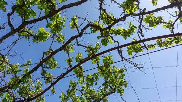 下からブドウを栽培し 青空の後ろに青い空のトレリスの間でオーバーヘッドを成長させる — ストック写真