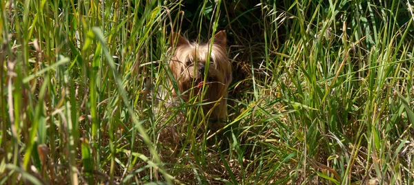 Yorkshire Terrier dog sheltering from the sun in long grass after playing.