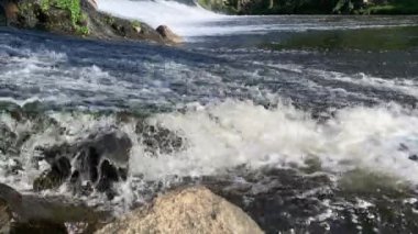 Sudan çıkan balıklar. Iberian Chub, Weir 'ı hızlı akan nehirde unutmaya çalışıyor..