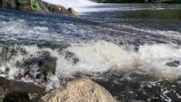 베리아의 찬송가 물에서 내리는 물고기들이 빠르게 흐르는 강에서 넘으려 있습니다 — 비디오