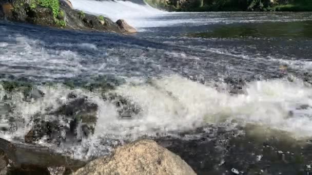 魚は水から飛び降り 川のダムを飛び越えようとする イベリア チャブ — ストック動画