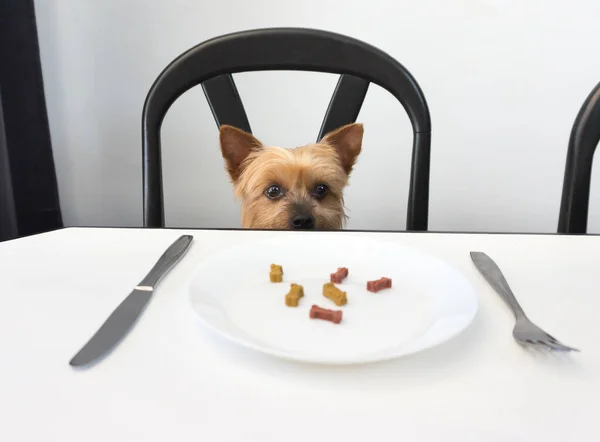 Yorkshire Terrier Σκυλί Κάθεται Στο Τραπέζι Περιμένοντας Για Φαγητό — Φωτογραφία Αρχείου