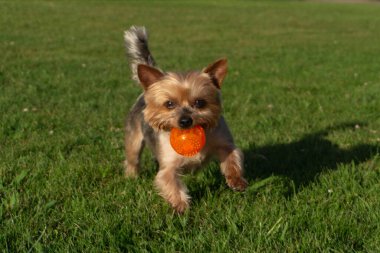 Yorkshire Terrier köpeği eğleniyor, yazın topla oynuyor..