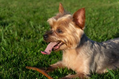 Yorkshire Terrier köpeği sopayla yakalamaca oynadıktan sonra dilsiz bir şekilde çimlerin üzerinde yatıyor..