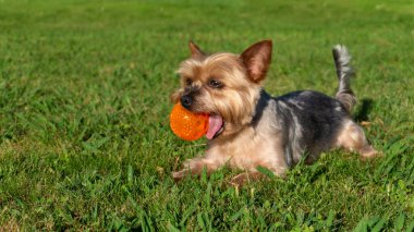 Yorkshire Terrier köpeği, ağzında top ile çimlerin üzerinde yatıyor. Yakalamaca oynadıktan sonra dinleniyor.