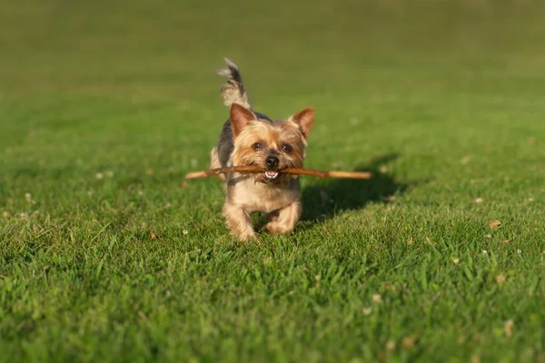 Mignon Chien Yorkshire Terrier Courir Avec Bâton Dans Bouche Jouer — Photo