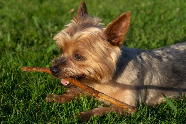 Portrait Mignon Chien Yorkshire Terrier Avec Bâton Dans Bouche Dans — Photo