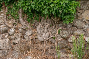 Ivy eski taş duvarda büyüyor. Kökler kayalarla sarmalanmış.