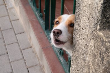 Kafası parmaklıklardan geçen, evi koruyan kahverengi ve beyaz bir köpek..
