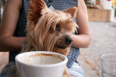 Şirin Yorkshire Terrier köpeği sokak kafesinde sahibinin kucağında oturuyor..