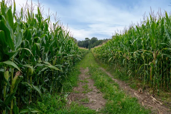 stock image Cornfield with rows of corn ripening in summer.