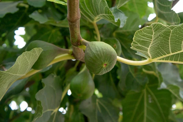 Figues Vertes Poussant Sur Branche Figuier Portugal Images De Stock Libres De Droits