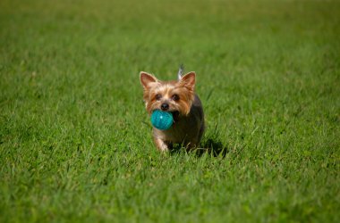 Yorkshire Terrier köpeği çimlerde koşuyor, ağzında mavi top, oynuyor..
