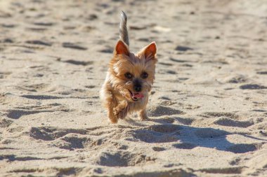Yorkshire Terrier köpeği sahilde koşuyor..