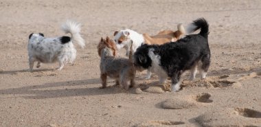 Group of dog friends greeting eachother at the beach.