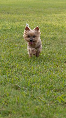 Cute Yorkshire Terrier dog running on grass in the park. Vertical aspect ratio.