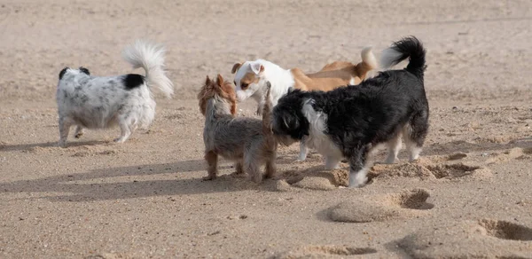 Group of dog friends greeting eachother at the beach.