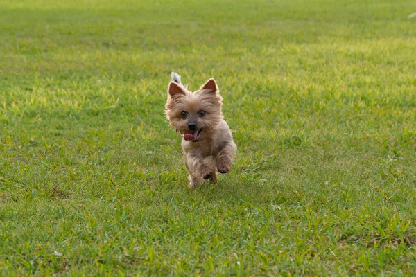 Yorkshire Terrier dog running in the park