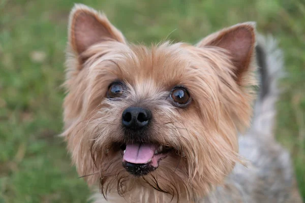 Eager Happy Yorkshire Terrier Ready Play Стоковое Фото