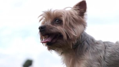 Yorkshire Terrier dog panting with mouth open after chasing sticks in the park. Slow motion.