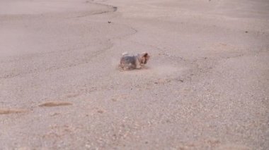 Yorkshire Terrier dog chasing a rubber ball on the beach in slow motion