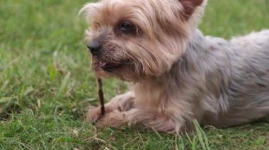 Yorkshire Terrier dog chewing a stick in the park. Close up, shallow depth of field.