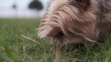 Yorkshire Terrier dog sniffing the grass in the park. Close up, slow motion.