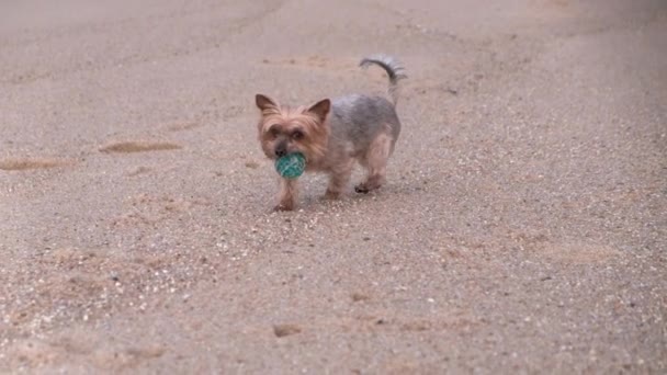 Cute Yorkshire Terrier Dog Playing Blue Rubber Ball Beach Slow — 图库视频影像