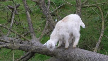 Tatlı beyaz keçi yavrusu, devrilmiş bir ağacın dallarında duruyor..