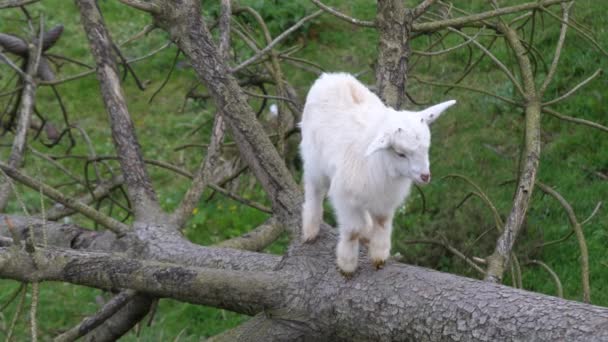 Şirin Beyaz Keçi Çocuk Ağaca Tırmanıyor — Stok video