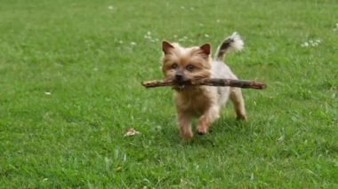 Yorkshire Terrier köpeği ağzında sopayla koşuyor. Yavaş çekim.