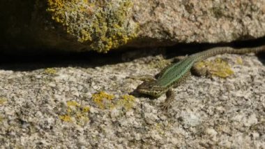 Bocage 'in duvar kertenkelesi (Podarcis bocagei) Portekiz' de bir kaya duvarında güneşleniyor