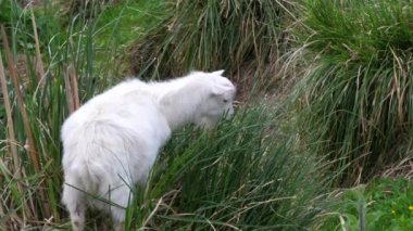 Genç beyaz keçi yavaş çekimde uzun yeşil çimenleri çiğniyor. Doğal ortamdaki yerli çiftlik hayvanları..