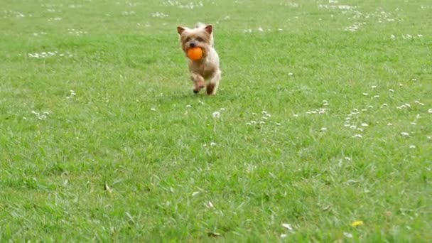 Йоркширський Тер Собака Біжить Ячем Роті Повільному Русі Гра Парку — стокове відео