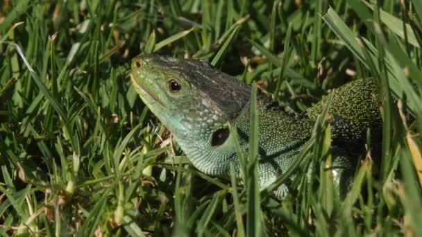 Ocellated Lizard Timon Lepidus Fűben Nyitó Száj Reagál Fenyegetés — Stock videók
