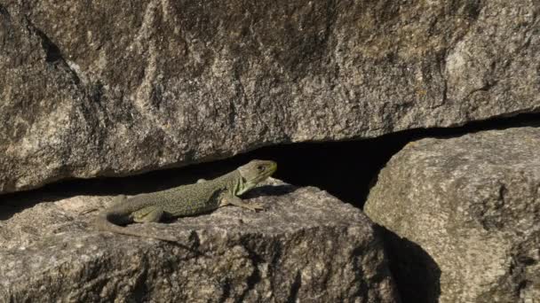 포르투갈의 숨어있는 Ocellated Lizard 슬로우 — 비디오