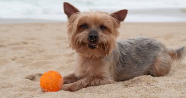 Mutlu Yorkshire Terrier köpeği plajda lastik topla yatıyor..