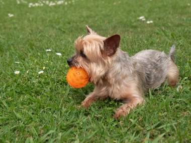 Yorkshire Terrier köpeği, ağzında top ile parkta çimlerin üzerinde yatıyor..